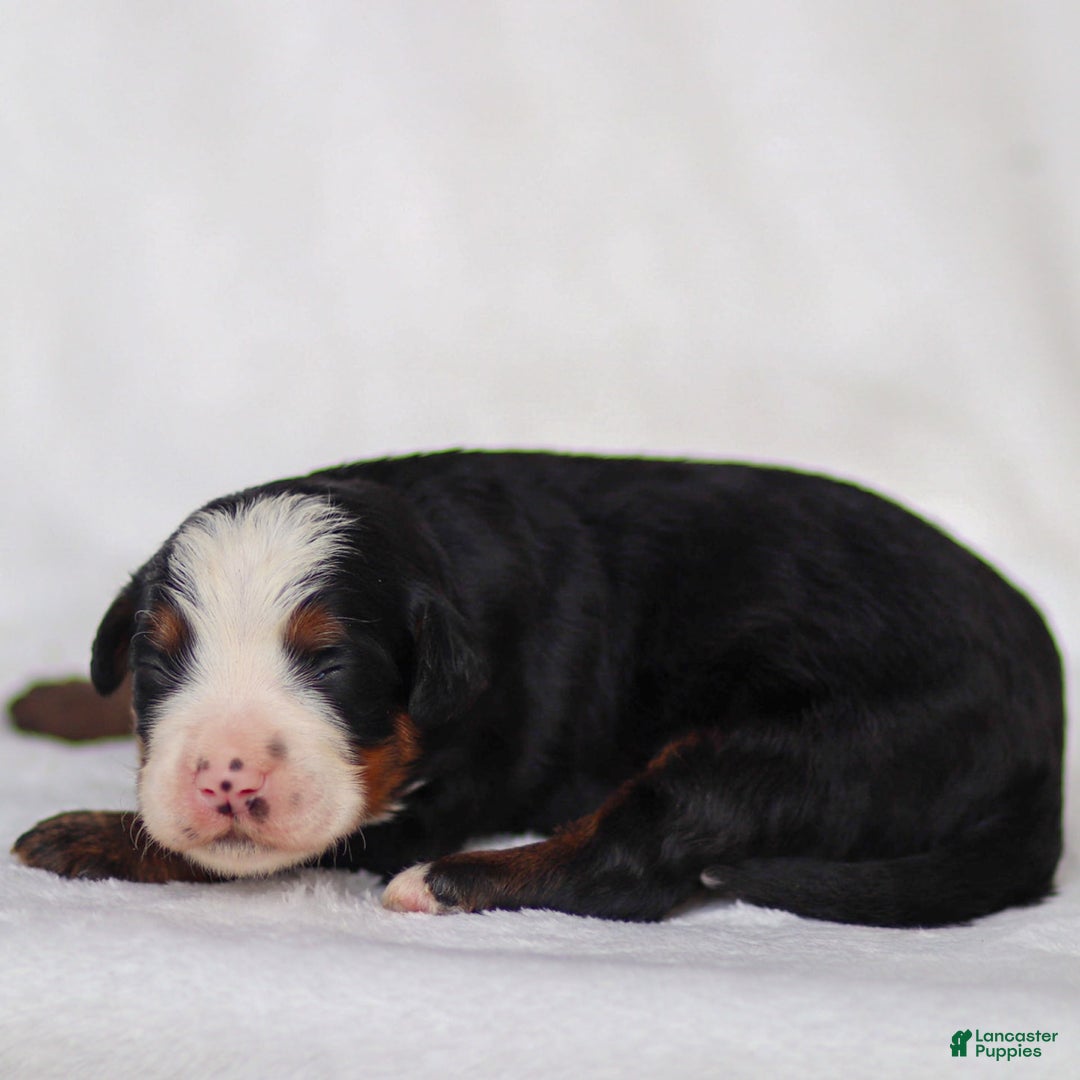 Mini Bernedoodle dogs for sale: Marley - Image 1