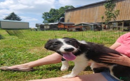 Border Collie dogs for sale: Natasha - Image 1