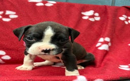 Boxer dogs for sale: Daisy - Image 1