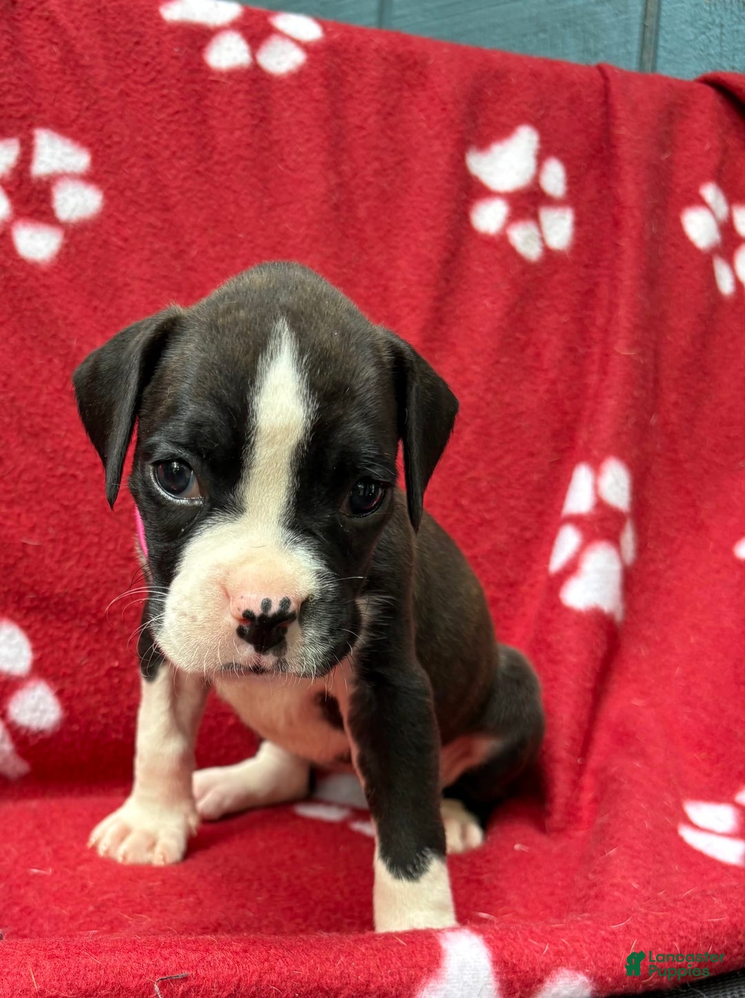Boxer dogs for sale: Daisy - Image 1