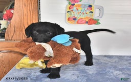 Labrador Retriever dogs for sale: Jesse - Image 12