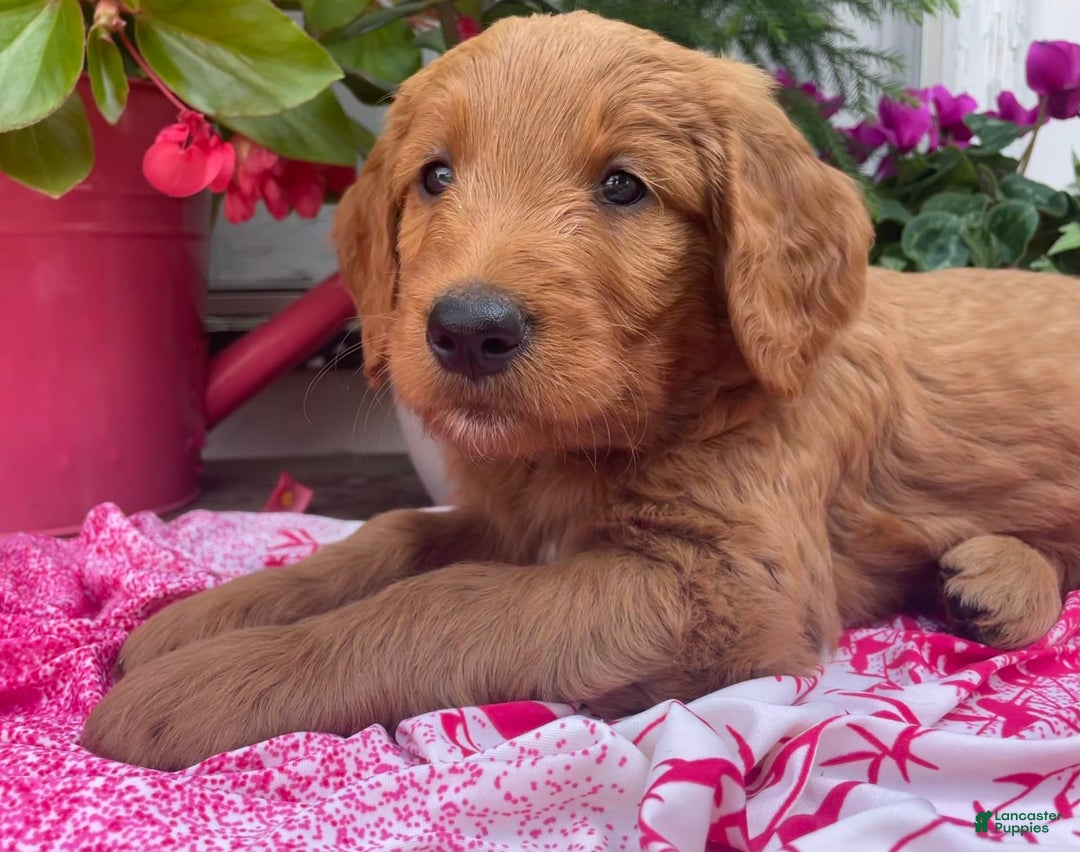 Goldendoodle dogs for sale: Coolidge - Image 12
