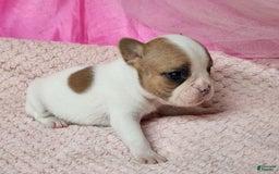 French Bulldog dogs for sale: Summer - Image 4