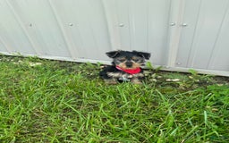 Morkie dogs for sale: Hudson James - Image 1