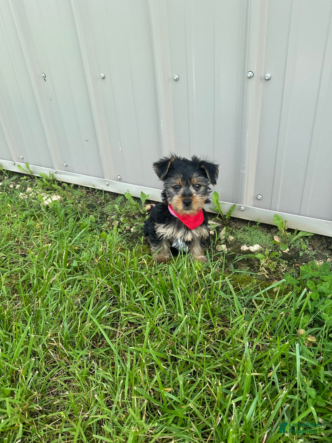 Morkie dogs for sale: Hudson James - Image 1