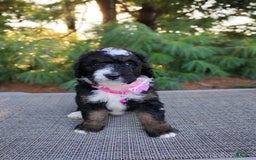 Bernedoodle dogs for sale: Tori - Image 1