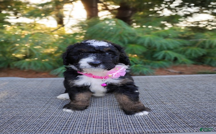 Bernedoodle dogs for sale - Ad 2