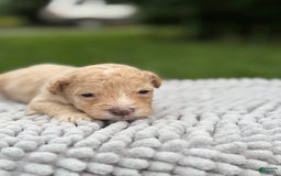 Maltipoo dogs for sale: Huxley - Image 2