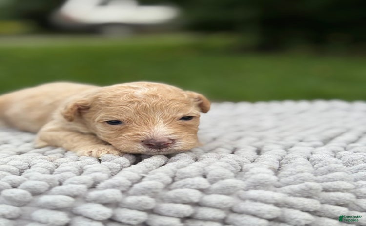 Maltipoo dogs - Advert 10