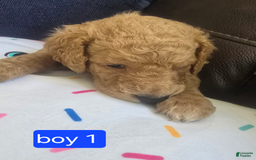 Goldendoodle dogs for sale: Otitis - Image 4