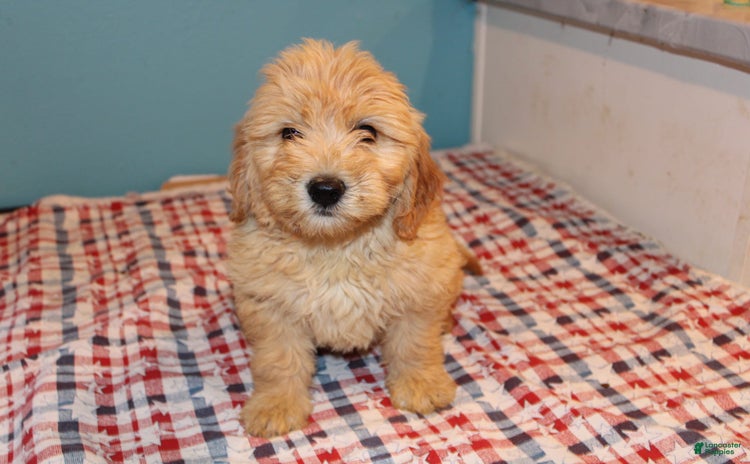 Mini Goldendoodle dogs for sale - Ad 3