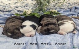 Miniature Australian Shepherd dogs for sale: Axel Toy - Image 46
