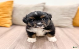 Australian Shepherd dogs for sale: Oscar - Image 16