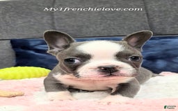 French Bulldog dogs for sale: Mighty Mouse - Image 1