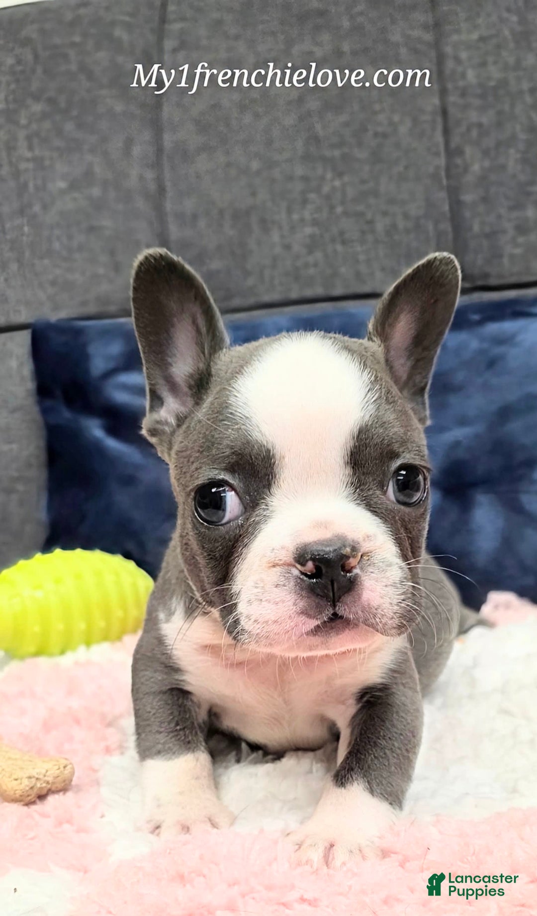 French Bulldog dogs for sale: Mighty Mouse - Image 1