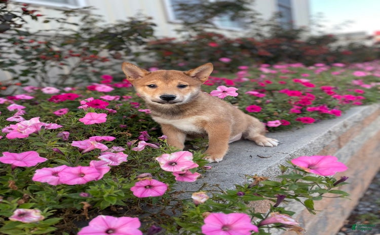 Shiba Inu dogs for sale - Ad 5