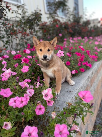 Shiba Inu dogs for sale - Ad 5
