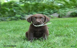 Labrador Retriever dogs for sale: Marley - Image 3