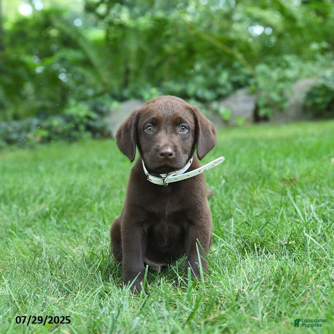Labrador Retriever dogs for sale: Marley - Image 3