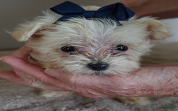 Maltipoo dogs for sale: Beans - Image 25