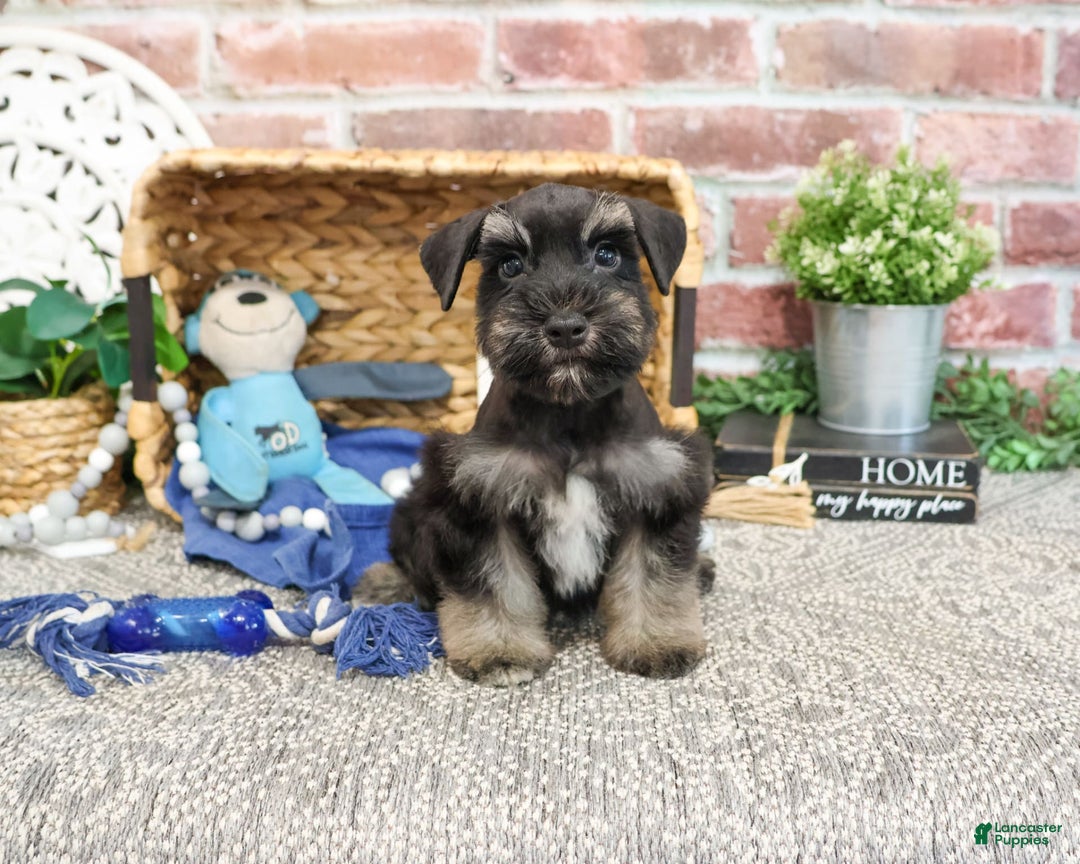 Miniature Schnauzer dogs for sale: Cameron - Image 3