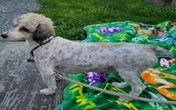 Toy Poodle dogs for sale: Abby - Image 2
