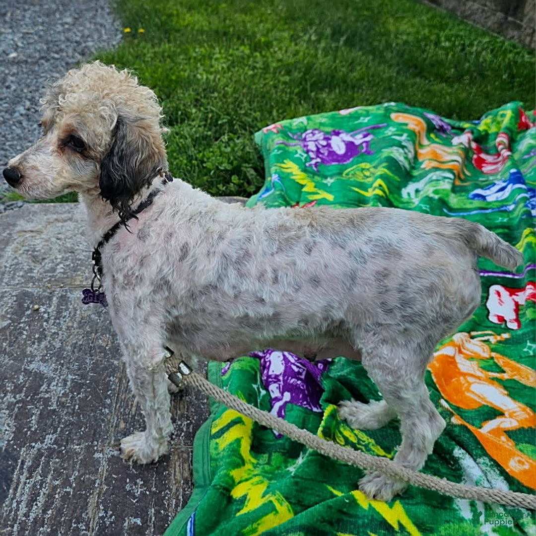 Toy Poodle dogs for sale: Abby - Image 2