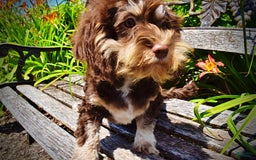 Havapoo dogs for sale: Roxy - Image 14