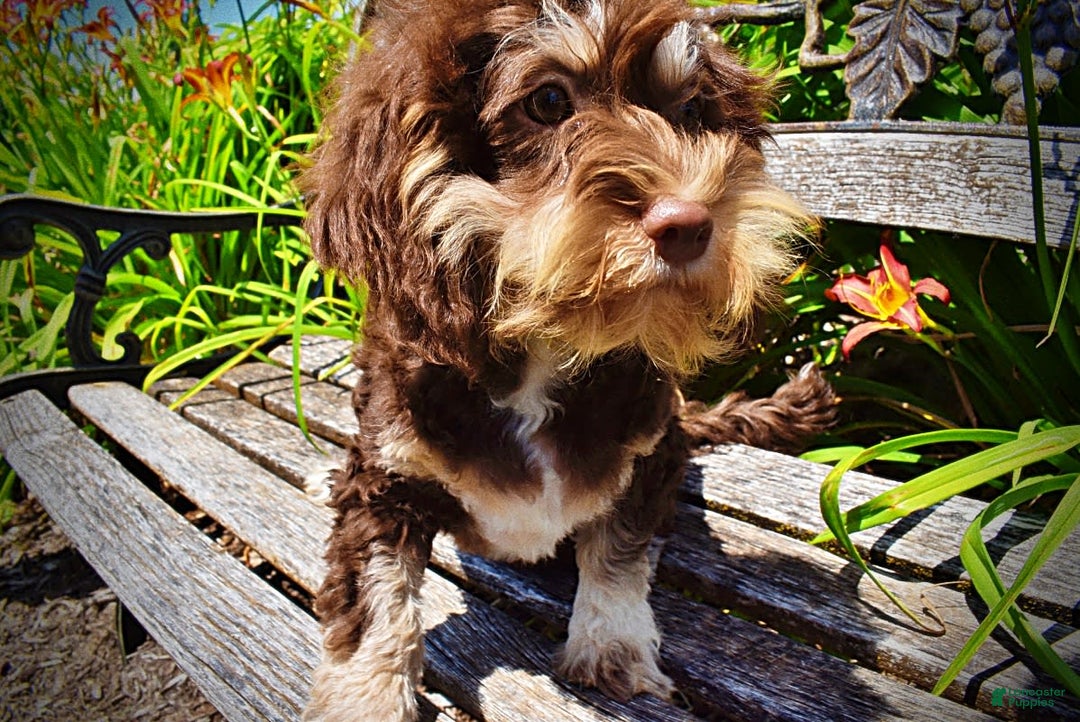 Havapoo dogs for sale: Roxy - Image 14