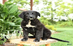 Australian Shepherd dogs for sale: Brandy - Image 13