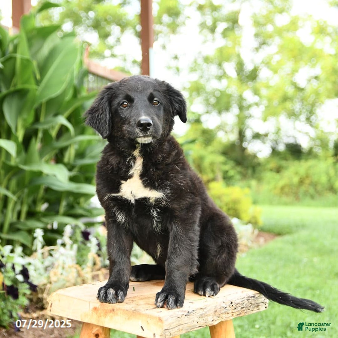 Australian Shepherd dogs for sale: Brandy - Image 13