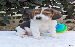 Beagle dogs for sale: Max - Image 9