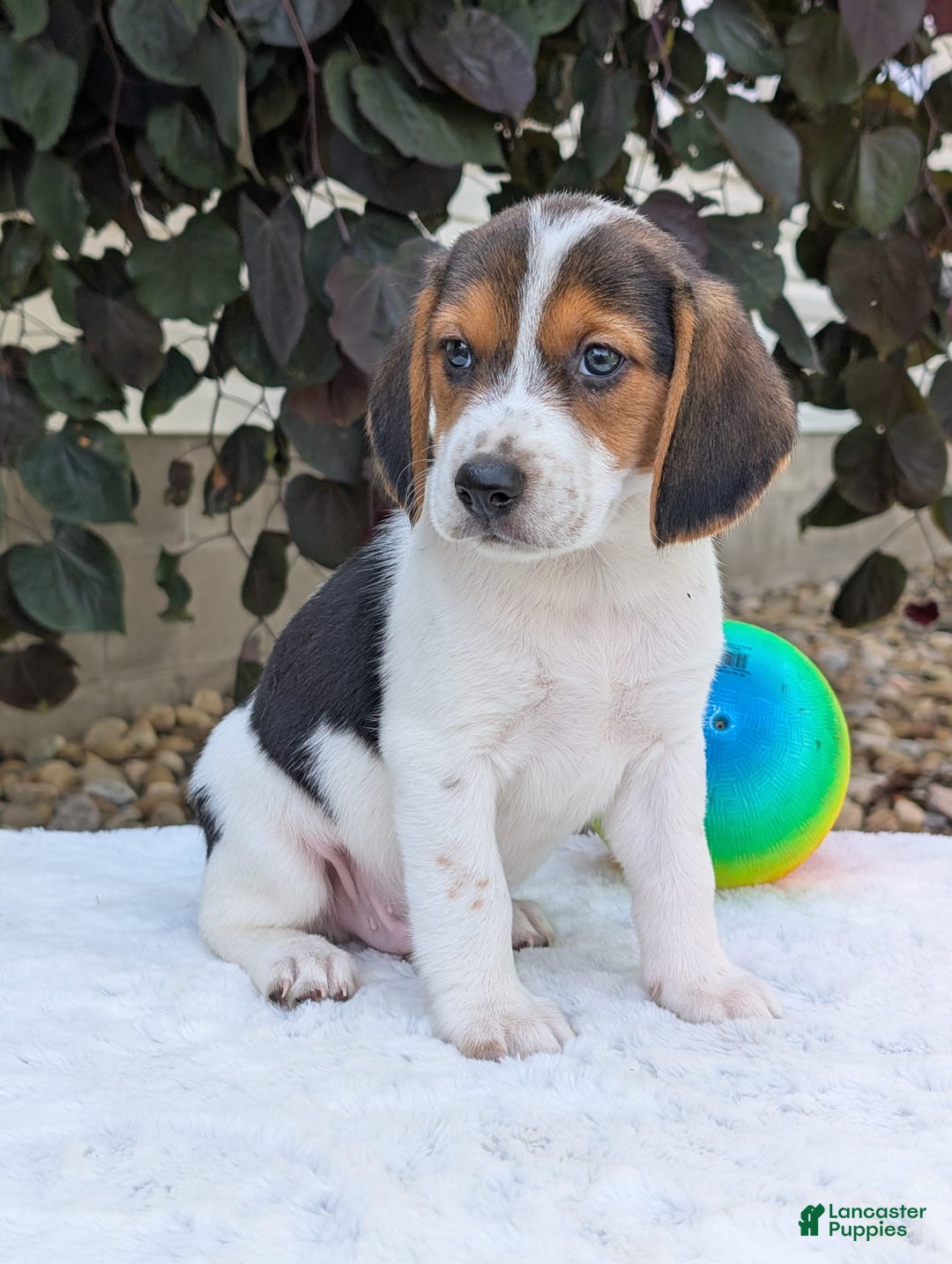 Beagle dogs for sale: Max - Image 9