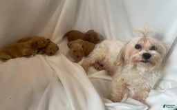 Maltipoo dogs for sale: Maxxy - Image 9