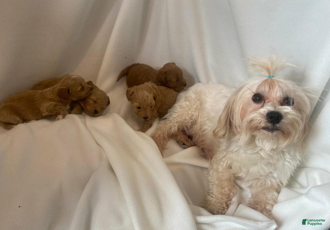 Maltipoo dogs for sale: Maxxy - Image 9
