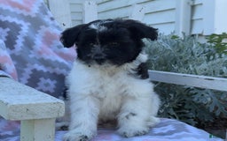 Miniature Poodle dogs for sale: Barry - Image 4