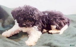 Cavapoo dogs for sale: Charlie - Image 2