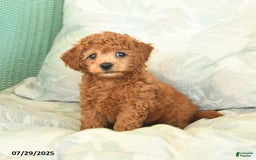 Miniature Poodle dogs for sale: Texas - Image 4