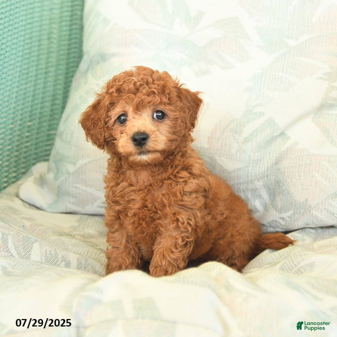 Miniature Poodle dogs for sale: Texas - Image 4