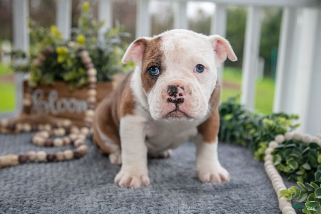 Olde English Bulldogge dogs for sale: Carina - Image 3