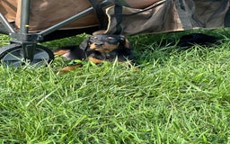 Doberman Pinscher dogs for sale: Delilah - Image 5