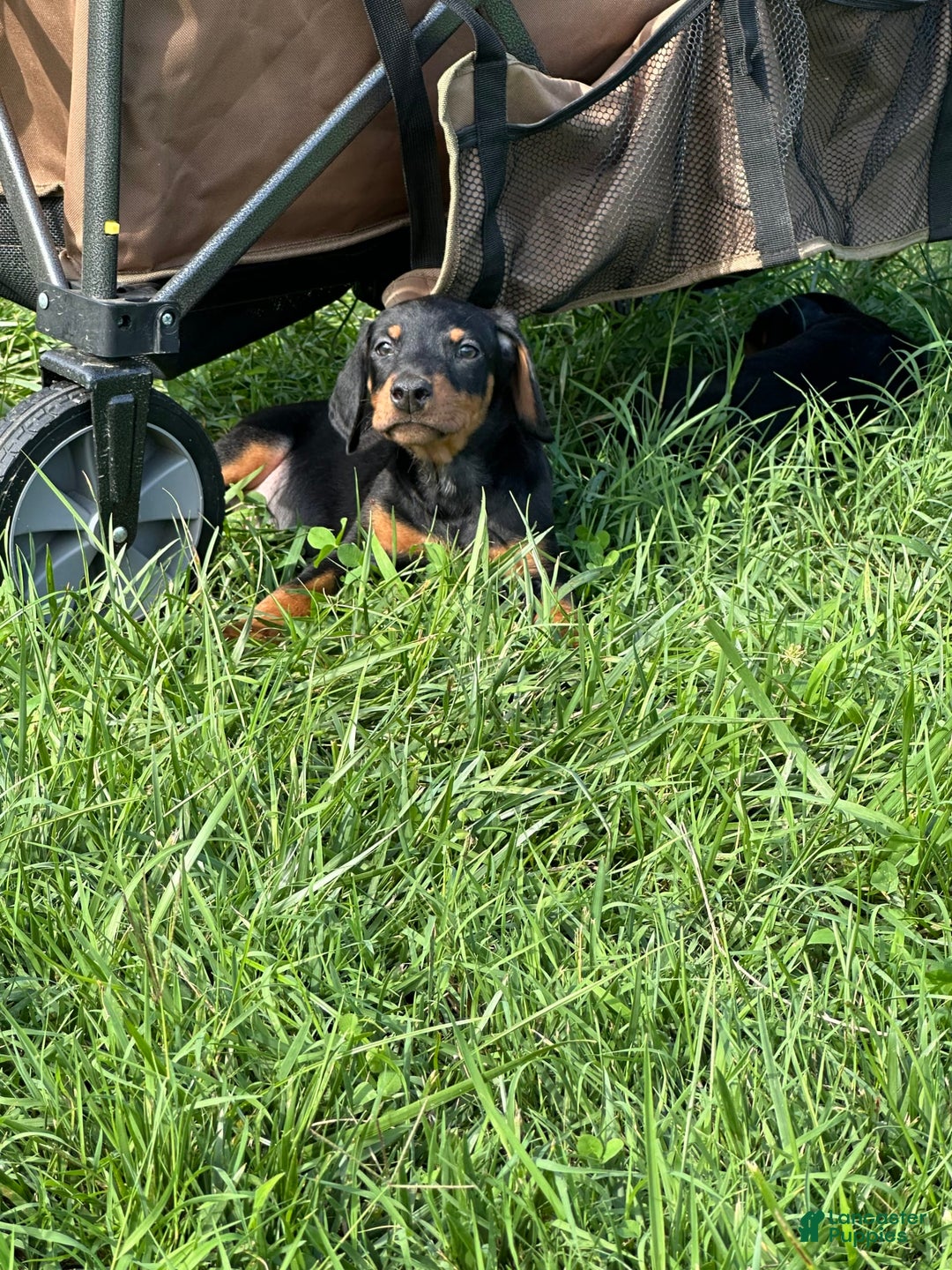 Doberman Pinscher dogs for sale: Delilah - Image 5