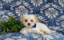 Maltese dogs for sale: Graham - Image 13