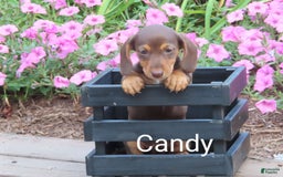 Dachshund dogs for sale: Candy - Image 3