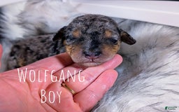 Mini Bernedoodle dogs for sale: Wolfgang - Image 1