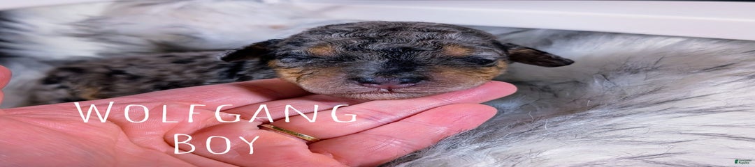 Wolfgang