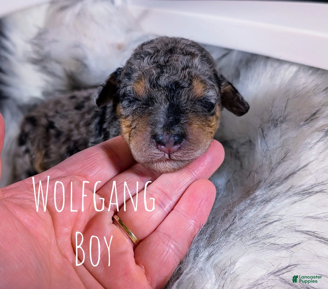 Mini Bernedoodle dogs for sale: Wolfgang - Image 1
