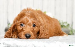 Cavapoo dogs for sale: Tommy - Image 6