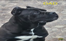 Cane Corso dogs for sale: Dream - Image 10