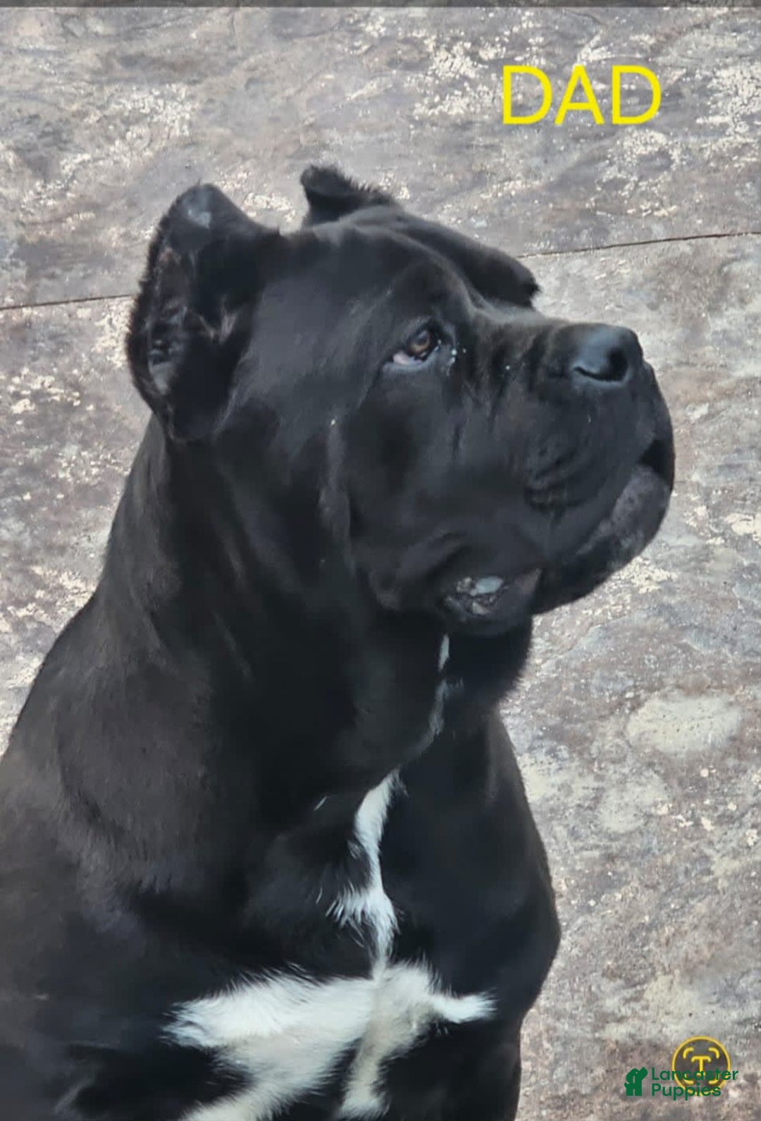 Cane Corso dogs for sale: Dream - Image 10